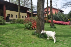 il vecchio castagno capretta