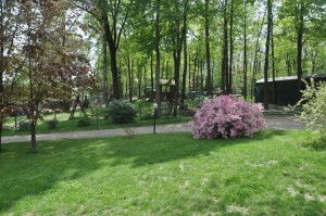 il vecchio castagno giardino primavera