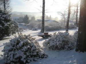 il vecchio castagno neve
