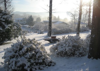 il vecchio castagno neve