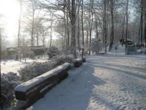 il vecchio castagno neve