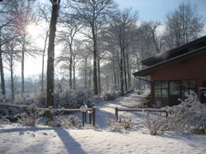 il vecchio castagno neve