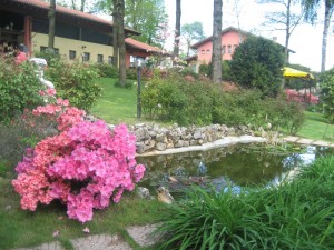 il vecchio castagno laghetto