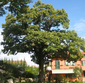 il vecchio castagno