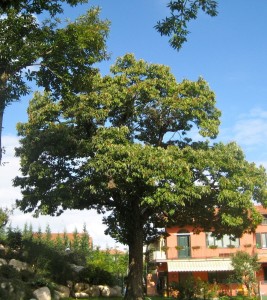 il vecchio castagno lago maggiore