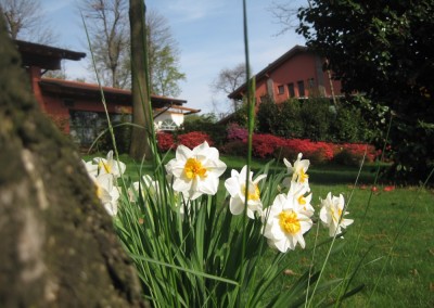 il vecchio castagno fiori