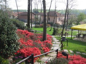 il vecchio castagno fiori