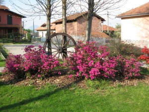 il vecchio castagno fiori