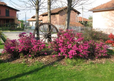 il vecchio castagno fiori