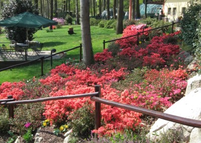 il vecchio castagno fiori