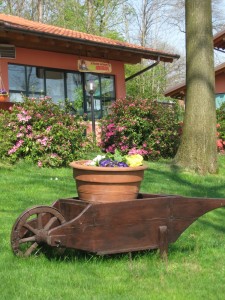 il vecchio castagno fiori