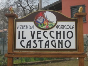 il vecchio castagno insegna