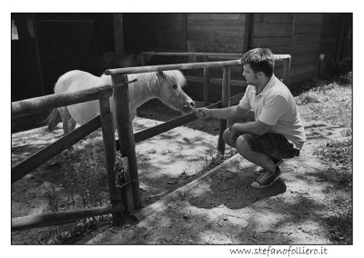 il vecchio castagno pony