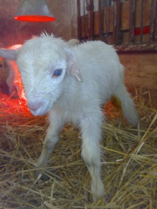 il vecchio castagno cucciolo