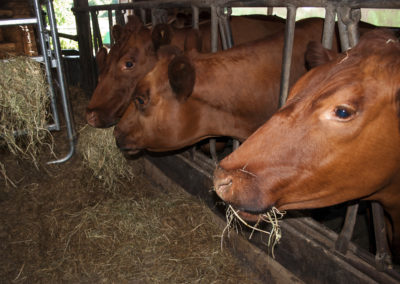 Mucche Piemontesi