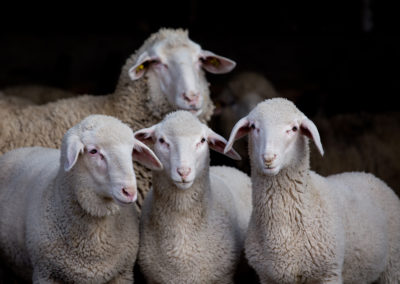 Pecore delle Langhe